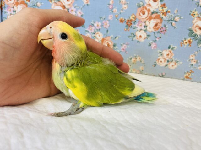 コザクラインコ（小桜インコ）