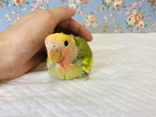 コザクラインコ（小桜インコ）