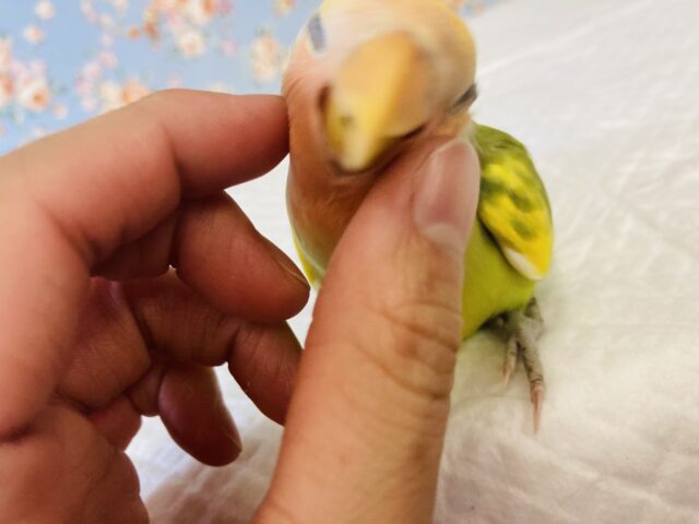 コザクラインコ（小桜インコ）