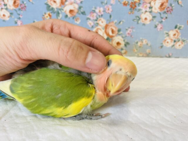 コザクラインコ（小桜インコ）