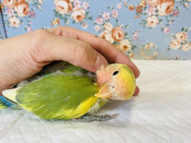 コザクラインコ（小桜インコ）