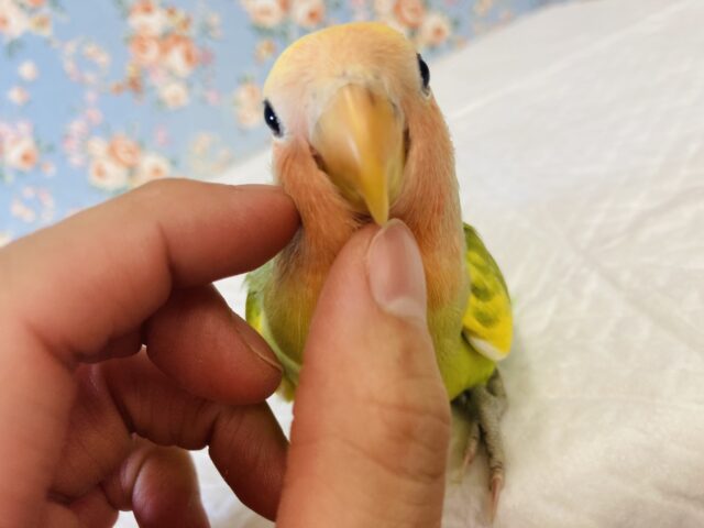 コザクラインコ（小桜インコ）