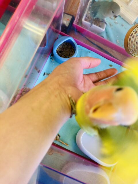コザクラインコ（小桜インコ）