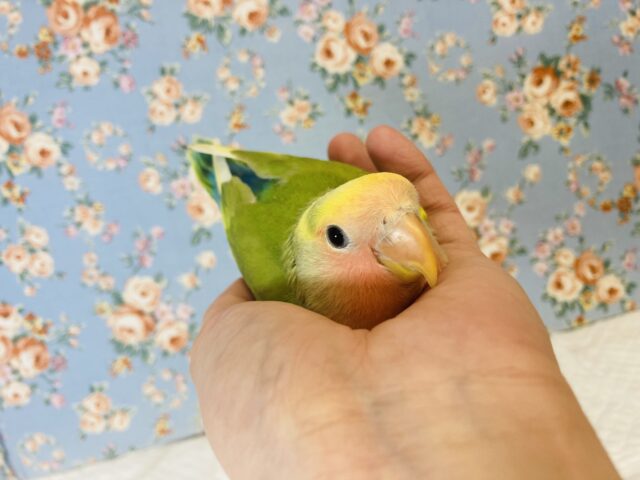 コザクラインコ（小桜インコ）