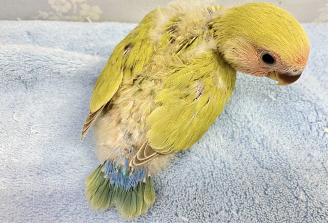 ✨️最新画像✨️爽快ジューシ〜スイカっち🎐🍉 コザクラインコ(シナモン/2023年10月生まれ) コザクラインコ(小桜インコ)