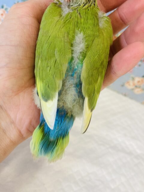 コザクラインコ（小桜インコ）