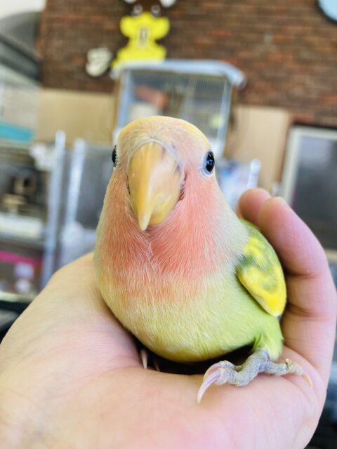 コザクラインコ（小桜インコ）