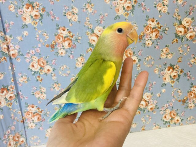 コザクラインコ（小桜インコ）