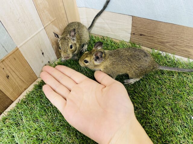 デグー