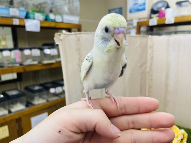 セキセイインコ