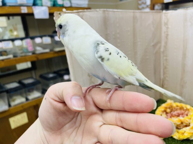 セキセイインコ