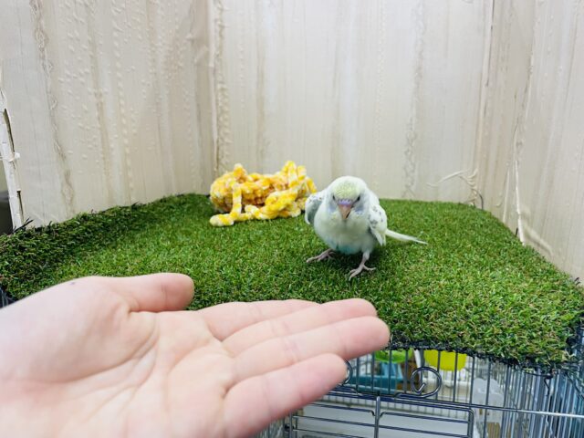 セキセイインコ