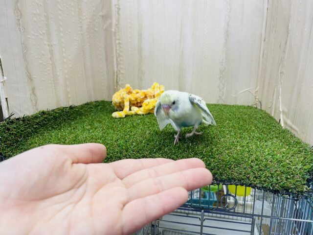 セキセイインコ