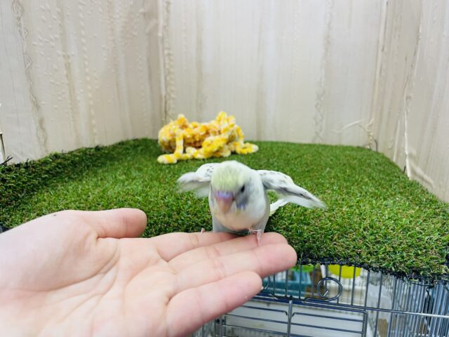 セキセイインコ