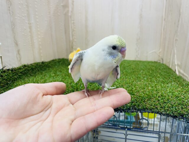 セキセイインコ
