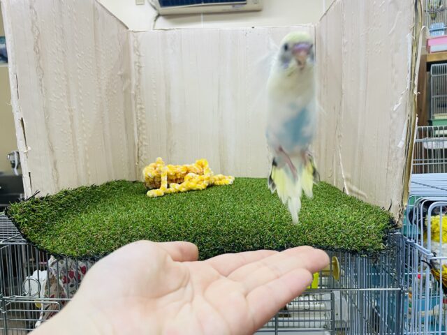 セキセイインコ