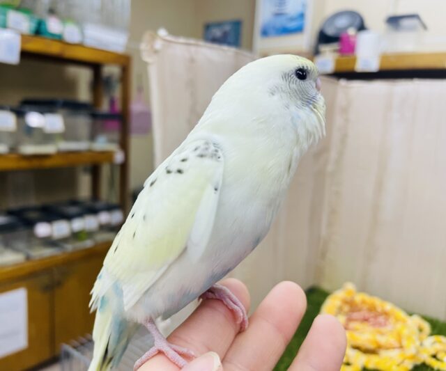 セキセイインコ
