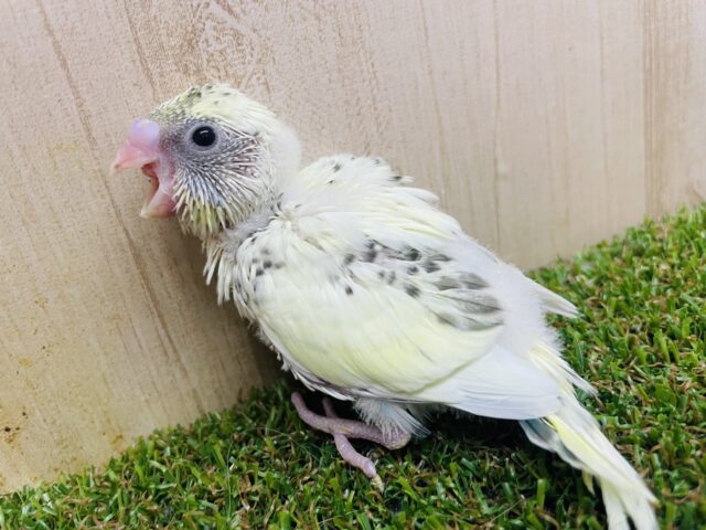 セキセイインコ