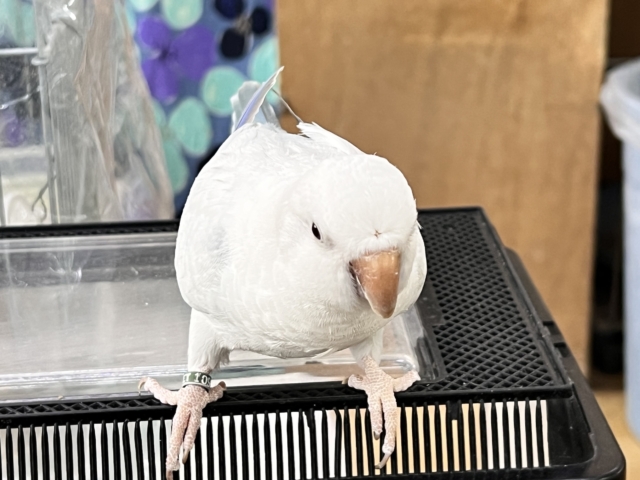 甘甘ちゃん❤️レアカラー✨オキナインコ(ブルーパリッドオパーリン)❤ オキナインコ
