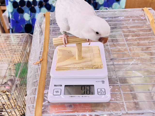 甘甘ちゃん❤️レアカラー✨オキナインコ(ブルーパリッドオパーリン)❤ オキナインコ