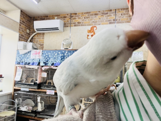 オキナインコ