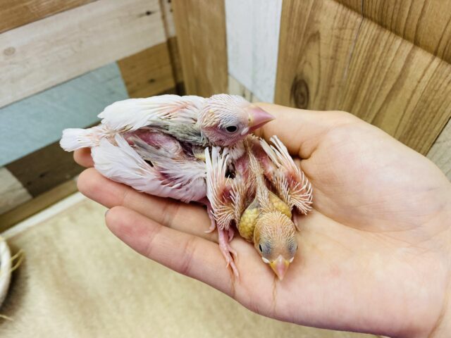 白文鳥