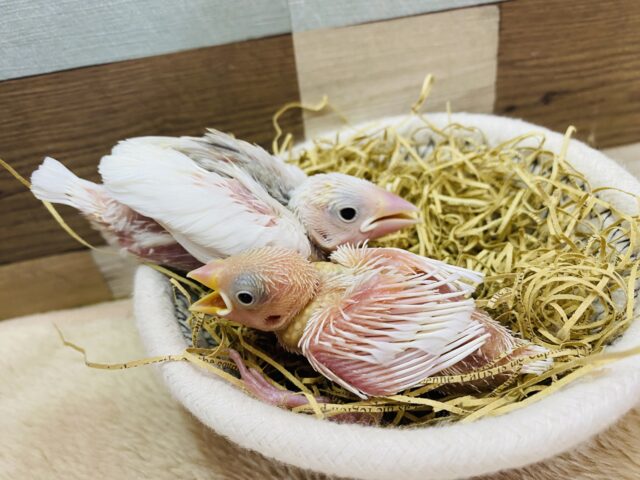 白文鳥