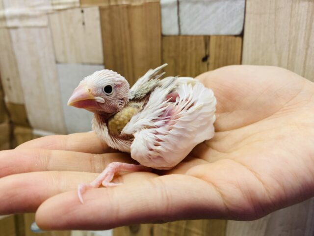 白文鳥