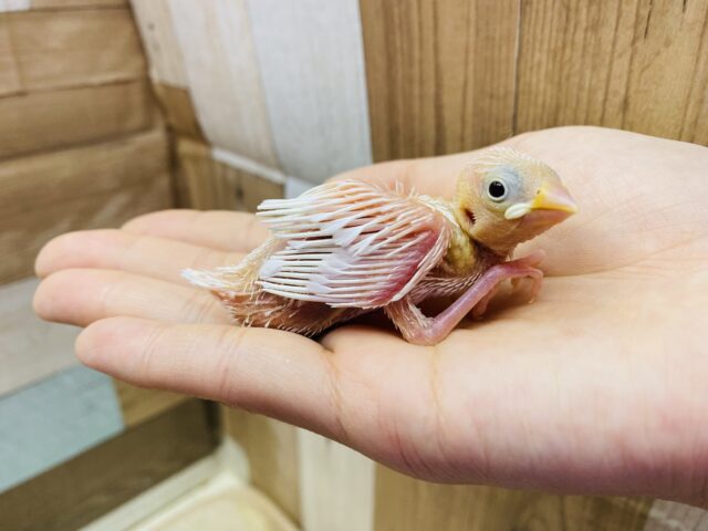 白文鳥
