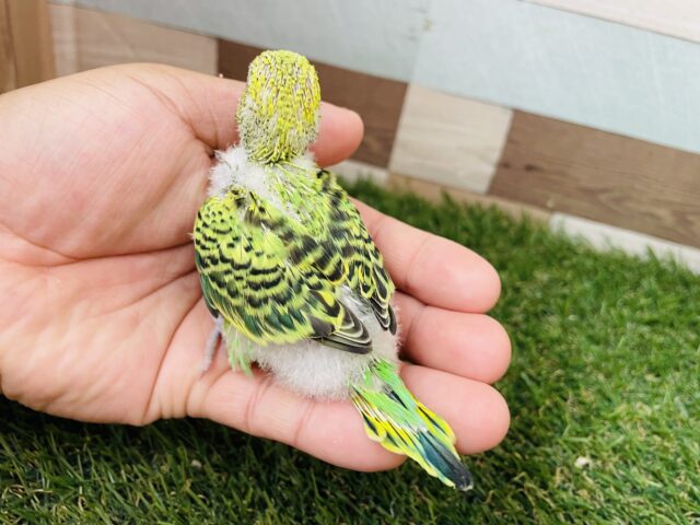 最新画像有り⭐️ヒナ餌卒業‼️グリーン✖️イエローの人気ッコ❣️セキセイインコのオパーリン!! セキセイインコ