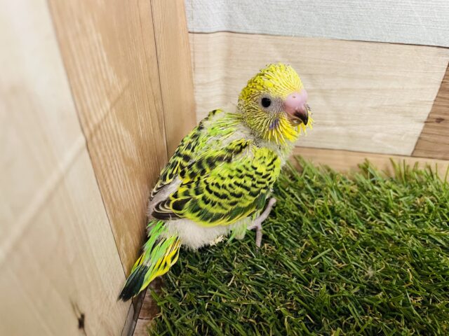 最新画像有り⭐️ヒナ餌卒業‼️グリーン✖️イエローの人気ッコ❣️セキセイインコのオパーリン!! セキセイインコ