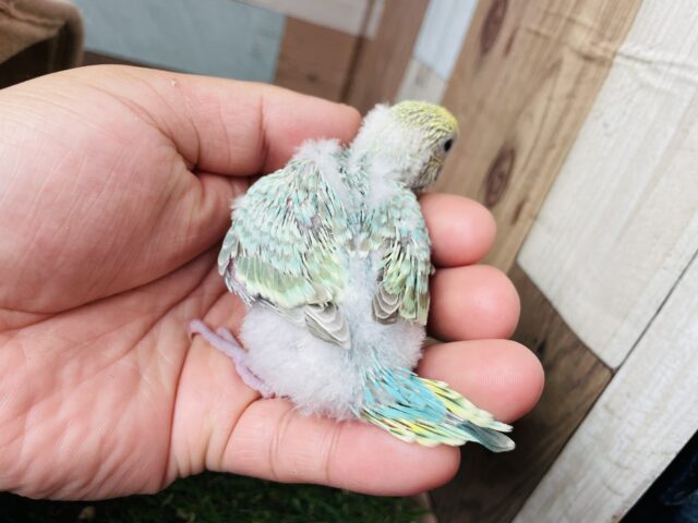 輝くようなグリーンの体が素敵です🤩セキセイインコのパステルカラーレインボー!! セキセイインコ