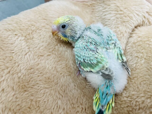 輝くようなグリーンの体が素敵です🤩セキセイインコのパステルカラーレインボー!! セキセイインコ