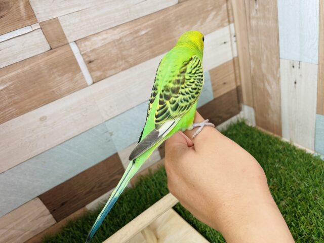 最新画像有り⭐️ヒナ餌卒業‼️グリーン✖️イエローの人気ッコ❣️セキセイインコのオパーリン!! セキセイインコ