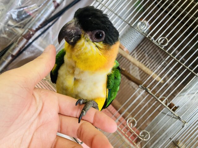 人が大好き❤︎ 楽しいこと大好き❤︎*ˊᵕˋ ベタ慣れズグロシロハラインコさん❤︎ ⁾⁾ ズグロシロハラインコ