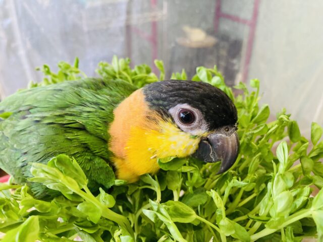 人が大好き❤︎ 楽しいこと大好き❤︎*ˊᵕˋ ベタ慣れズグロシロハラインコさん❤︎ ⁾⁾ ズグロシロハラインコ