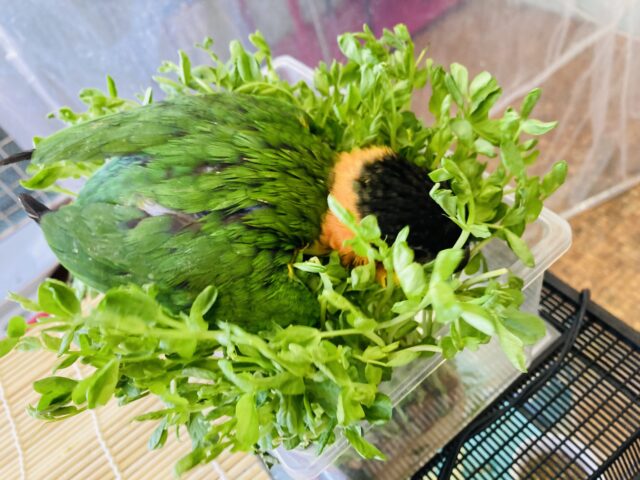 人が大好き❤︎ 楽しいこと大好き❤︎*ˊᵕˋ ベタ慣れズグロシロハラインコさん❤︎ ⁾⁾ ズグロシロハラインコ