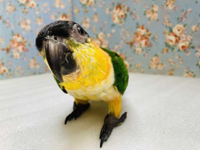 人が大好き❤︎ 楽しいこと大好き❤︎*ˊᵕˋ ベタ慣れズグロシロハラインコさん❤︎ ⁾⁾ ズグロシロハラインコ