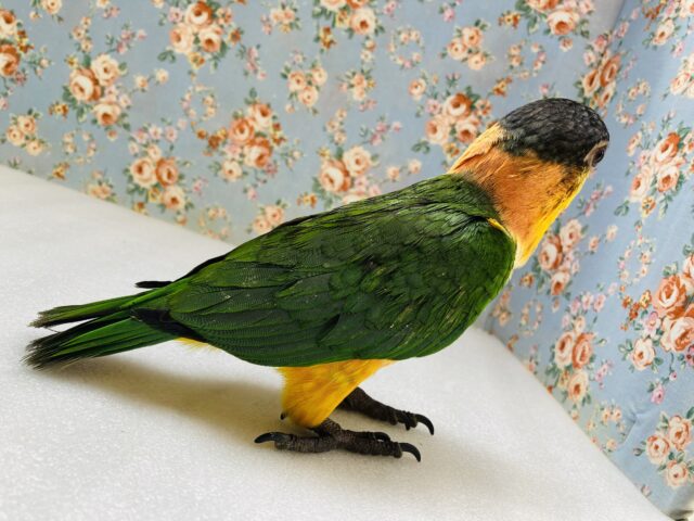 人が大好き❤︎ 楽しいこと大好き❤︎*ˊᵕˋ ベタ慣れズグロシロハラインコさん❤︎ ⁾⁾ ズグロシロハラインコ