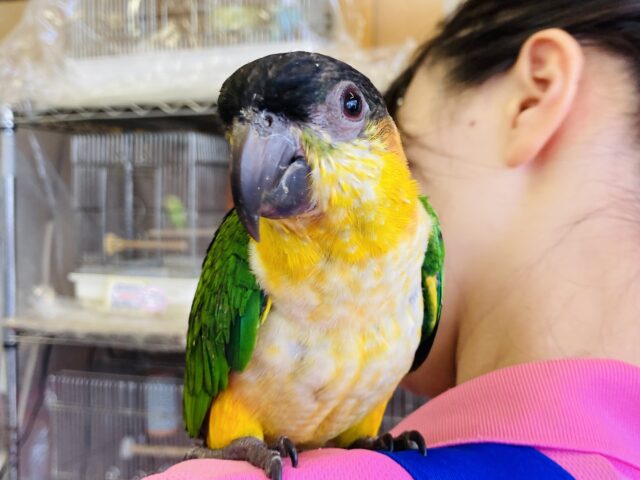 人が大好き❤︎ 楽しいこと大好き❤︎*ˊᵕˋ ベタ慣れズグロシロハラインコさん❤︎ ⁾⁾ ズグロシロハラインコ