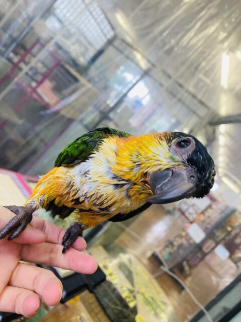 人が大好き❤︎ 楽しいこと大好き❤︎*ˊᵕˋ ベタ慣れズグロシロハラインコさん❤︎ ⁾⁾ ズグロシロハラインコ