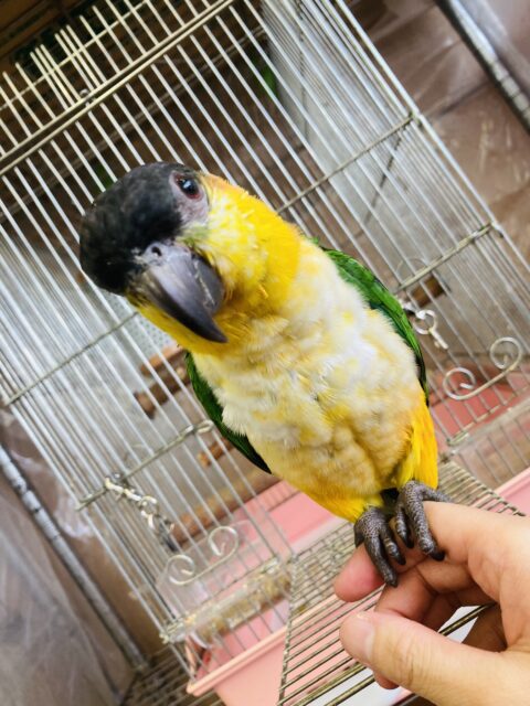 人が大好き❤︎ 楽しいこと大好き❤︎*ˊᵕˋ ベタ慣れズグロシロハラインコさん❤︎ ⁾⁾ ズグロシロハラインコ