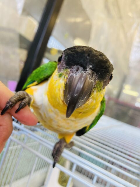 人が大好き❤︎ 楽しいこと大好き❤︎*ˊᵕˋ ベタ慣れズグロシロハラインコさん❤︎ ⁾⁾ ズグロシロハラインコ