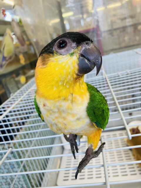 人が大好き❤︎ 楽しいこと大好き❤︎*ˊᵕˋ ベタ慣れズグロシロハラインコさん❤︎ ⁾⁾ ズグロシロハラインコ