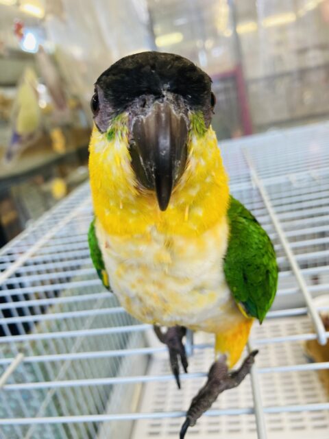 人が大好き❤︎ 楽しいこと大好き❤︎*ˊᵕˋ ベタ慣れズグロシロハラインコさん❤︎ ⁾⁾ ズグロシロハラインコ