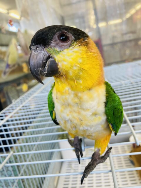 人が大好き❤︎ 楽しいこと大好き❤︎*ˊᵕˋ ベタ慣れズグロシロハラインコさん❤︎ ⁾⁾ ズグロシロハラインコ