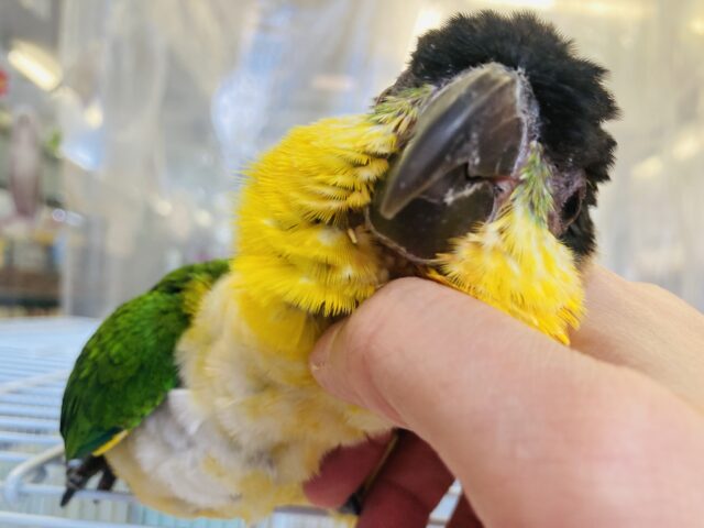 人が大好き❤︎ 楽しいこと大好き❤︎*ˊᵕˋ ベタ慣れズグロシロハラインコさん❤︎ ⁾⁾ ズグロシロハラインコ