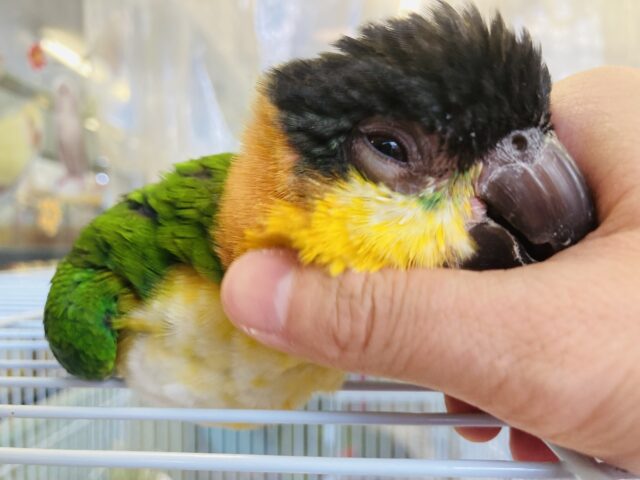 人が大好き❤︎ 楽しいこと大好き❤︎*ˊᵕˋ ベタ慣れズグロシロハラインコさん❤︎ ⁾⁾ ズグロシロハラインコ