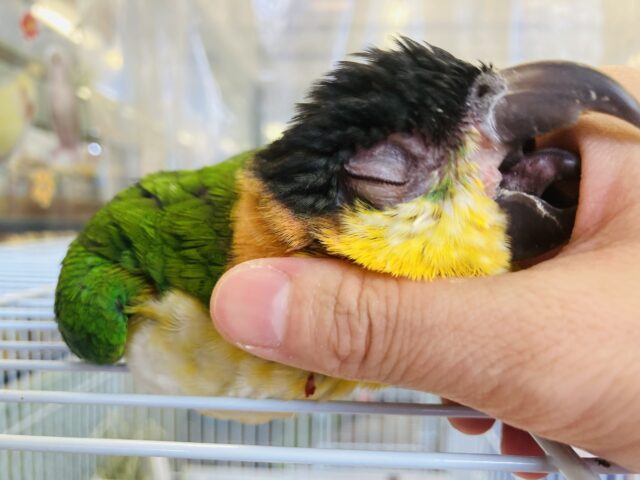 人が大好き❤︎ 楽しいこと大好き❤︎*ˊᵕˋ ベタ慣れズグロシロハラインコさん❤︎ ⁾⁾ ズグロシロハラインコ