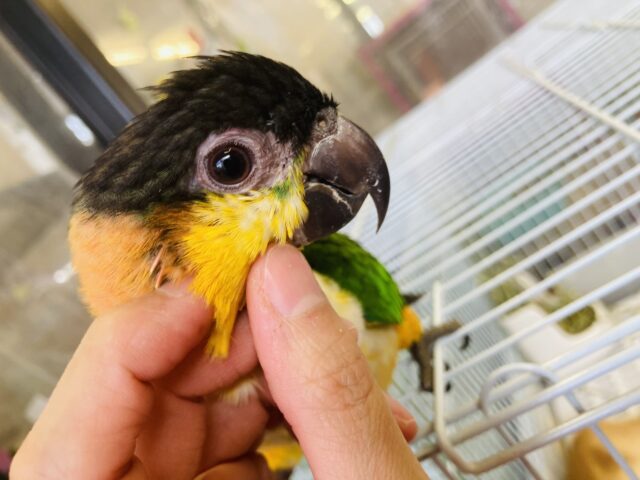 人が大好き❤︎ 楽しいこと大好き❤︎*ˊᵕˋ ベタ慣れズグロシロハラインコさん❤︎ ⁾⁾ ズグロシロハラインコ